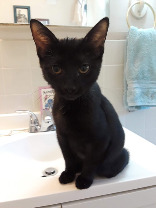 Meatball - ADOPTED 09.07.19