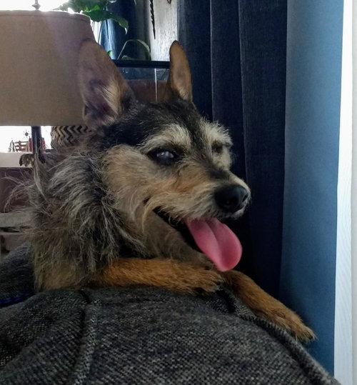 Blitzer - ADOPTED 07.20.19