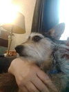 Blitzer - ADOPTED 07.20.19