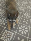 Blitzer - ADOPTED 07.20.19