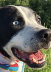 Seymour - ADOPTED 08.07.19