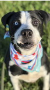 Seymour - ADOPTED 08.07.19