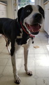 Seymour - ADOPTED 08.07.19