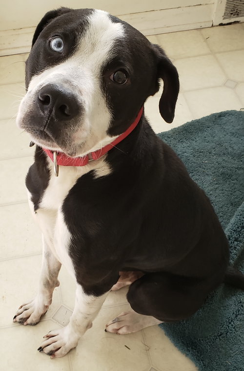 Seymour - ADOPTED 08.07.19