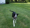 Seymour - ADOPTED 08.07.19