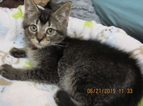 Ad Litter Becker - ADOPTED 07.05.19