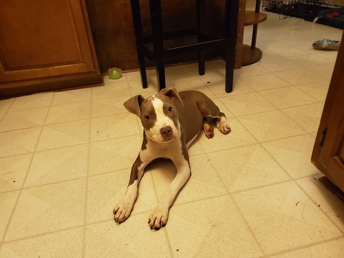 Silver - ADOPTED 08.17.19