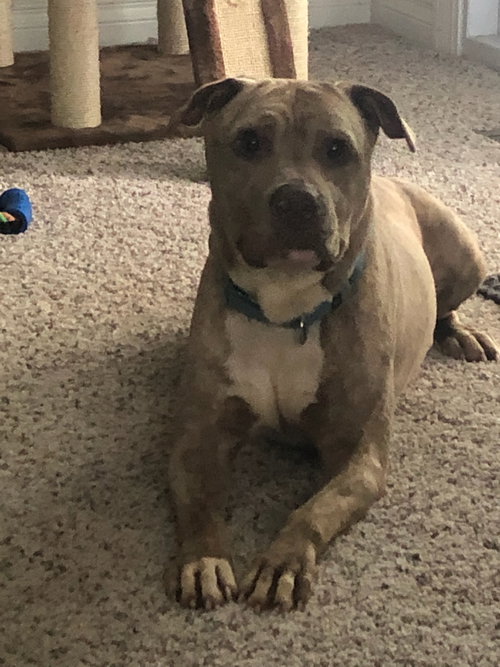 Arlo - ADOPTED 08.14.19