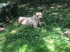 Arlo - ADOPTED 08.14.19