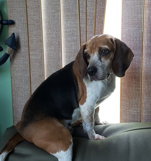 Sherry - ADOPTED 09.16.19