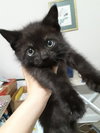 Superman - ADOPTED 12.20.19