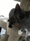 Superman - ADOPTED 12.20.19