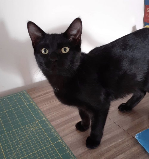 Superman - ADOPTED 12.20.19