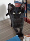 Superman - ADOPTED 12.20.19