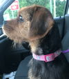 Marney - ADOPTED 07.30.19