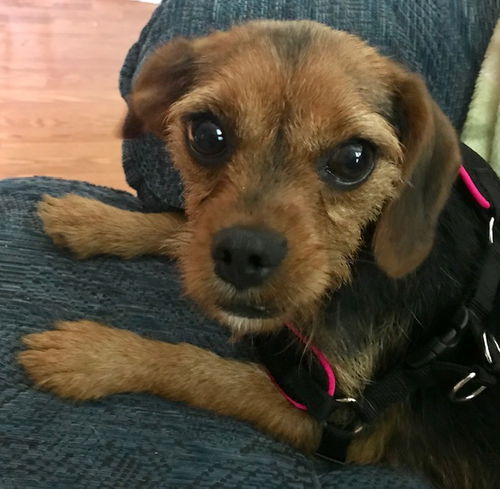 Marney - ADOPTED 07.30.19