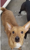 Rs Litter Lacey - ADOPTED 09.08.19