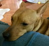 Rs Litter Lacey - ADOPTED 09.08.19