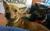 Rs Litter Lacey - ADOPTED 09.08.19