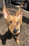 Rs Litter Lacey - ADOPTED 09.08.19