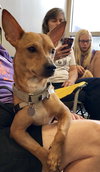 Rs Litter Lacey - ADOPTED 09.08.19