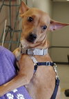 Rs Litter Lacey - ADOPTED 09.08.19