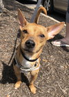 Rs Litter Lacey - ADOPTED 09.08.19