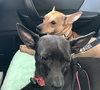 Rs Litter Lacey - ADOPTED 09.08.19