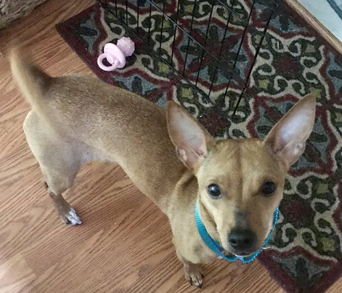 Rs Litter Lacey - ADOPTED 09.08.19