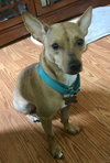 Rs Litter Lacey - ADOPTED 09.08.19