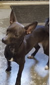 Rs Litter Cagney - ADOPTED 09.08.19