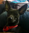 Rs Litter Cagney - ADOPTED 09.08.19