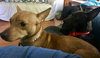 Rs Litter Cagney - ADOPTED 09.08.19