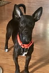 Rs Litter Cagney - ADOPTED 09.08.19