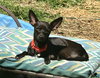 Rs Litter Cagney - ADOPTED 09.08.19