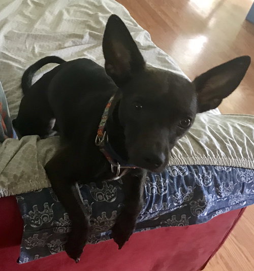 Rs Litter Cagney - ADOPTED 09.08.19