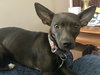 Rs Litter Cagney - ADOPTED 09.08.19