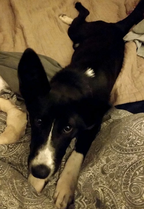 Pippy - ADOPTED 08.02.19