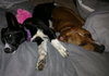 Pippy - ADOPTED 08.02.19