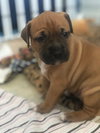 Ps Litter Aurora - ADOPTED 08.27.19
