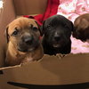 Ps Litter Aurora - ADOPTED 08.27.19