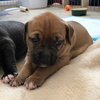 Ps Litter Aurora - ADOPTED 08.27.19