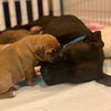 Ps Litter Aurora - ADOPTED 08.27.19