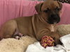 Ps Litter Aurora - ADOPTED 08.27.19