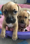 Ps Litter Aurora - ADOPTED 08.27.19