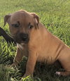 Ps Litter Aurora - ADOPTED 08.27.19