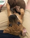 Ps Litter Aurora - ADOPTED 08.27.19