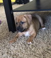 Ps Litter Aurora - ADOPTED 08.27.19