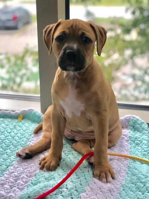 Ps Litter Aurora - ADOPTED 08.27.19