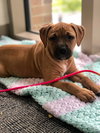 Ps Litter Aurora - ADOPTED 08.27.19